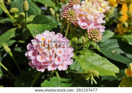 Yellow, orange and pink clusters of lantana flowers in bloom