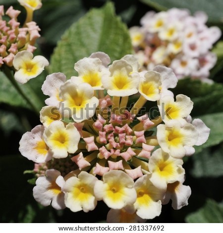 Yellow, orange and pink clusters of lantana flowers in bloom