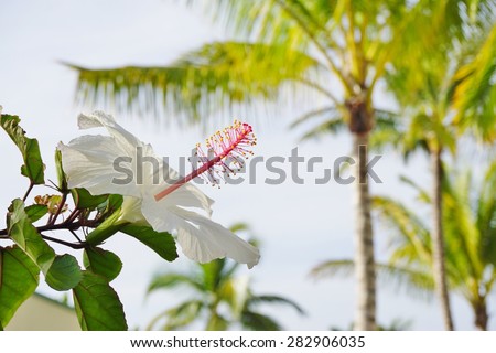 White hibiscus flower with long red and yellow stamen on a palm tree background