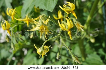 Yellow tomato flowers growing on the vine