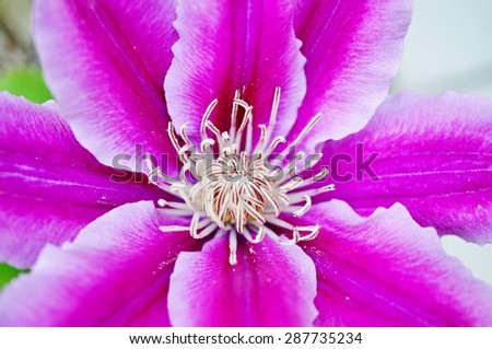 Close up of a pink and white single clematis flower on the vine