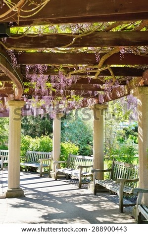 EAST LANSING, MI -22 MAY 2015- Wisteria flower vine in bloom on a covered walkway in the perennial garden at Michigan State University (MSU).