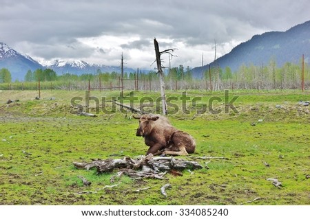 GIRDWOOD, ALASKA -24 MAY 2015- Elk and moose at the Alaska Wildlife Conservation Center, a non profit organization dedicated to the conservation of Alaskan animals.