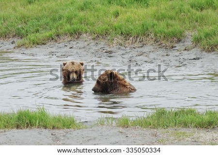 GIRDWOOD, ALASKA -24 MAY 2015- Bears in water at the Alaska Wildlife Conservation Center, a non profit organization dedicated to the conservation of Alaskan animals.