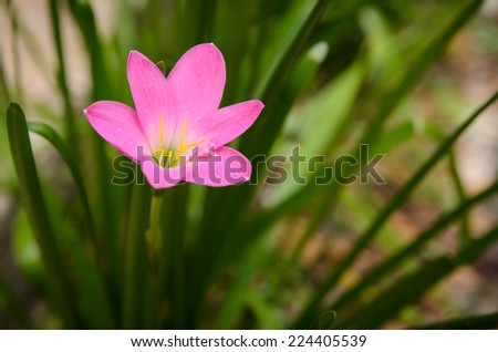 pink lily rain flower
