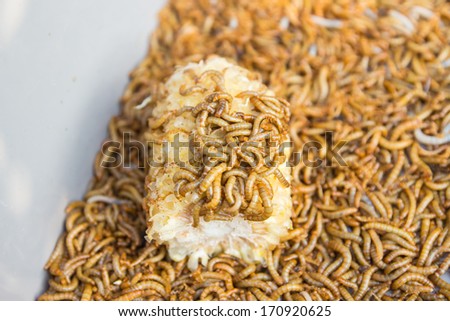 Meal worms is the common name for the larvae of the beetle
