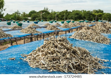 Dried small fish on blue net in the fisherman village