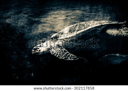 Double exposure hawksbill sea turtle swimming  in aquarium with the sea,vintage  filter effects