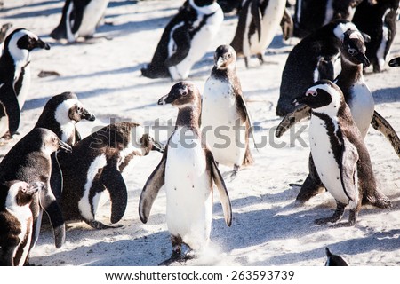 Funny penguins standing in the group, south african
