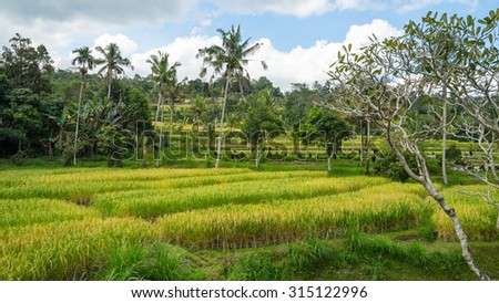 BALI, INDONESIA - 15TH JUNE 2015; Green rice fields on Bali island near Ubud, Indonesia.