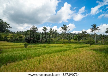 BALI, INDONESIA - 15TH JUNE 2015; Green rice fields on Bali island near Ubud, Indonesia.