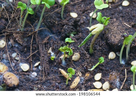 Seed of nut, sesame and paddy are germinating with fungi on soil.