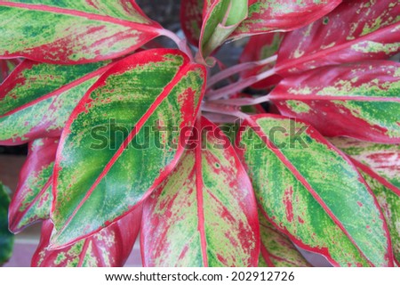 Aglaonema modestum or Chinese evergreen has green and red leaf.