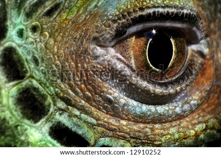 reptile eye