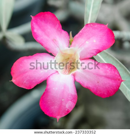 Pink desert Rose in garden