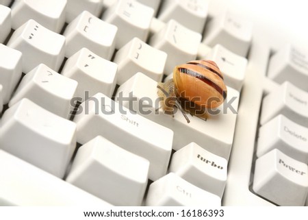 Snail on the computer keyboard. Concept of slow working computer.