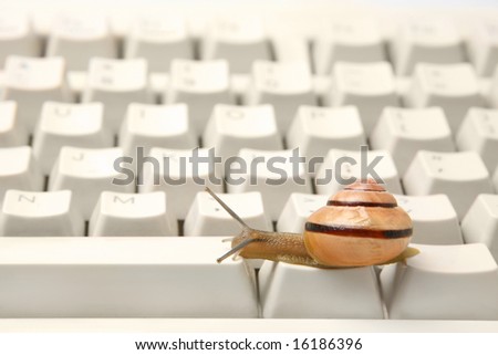 Snail crawling on the computer keyboard. Concept of slow working computer.