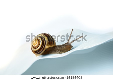 Snail on the fast track. Garden snail climbing up the computer cable.