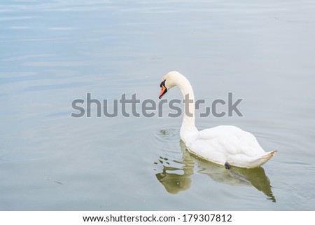 A swan with water droplets coming from its mouth as it drinks.