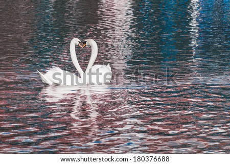 Two swans on the water making a love heart shape with their necks.