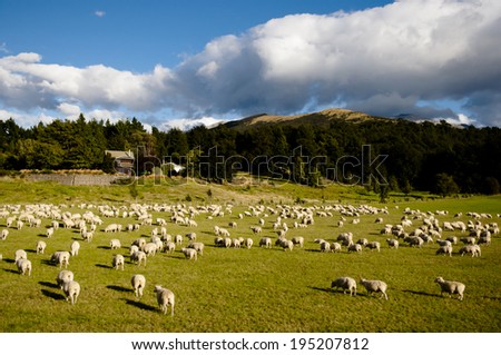 Sheep Pasture - New Zealand