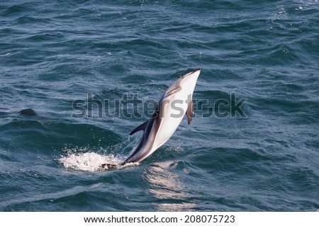 Jumping Dolphin - Kaikoura - New Zealand