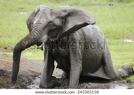 Elephant Mud Bathing - Chobe National Park - Botswana