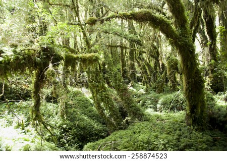 Enchanted Forest - Queulat National Park - Chile