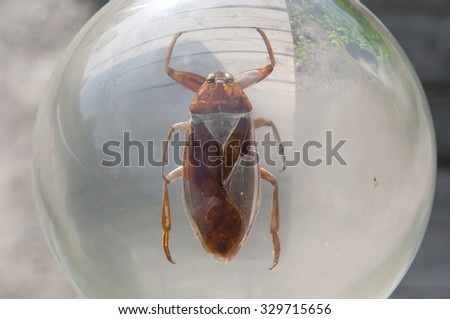 Giant Water Bug in Glass