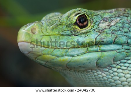 Eyed lizard, Timon lepidus lepidus from Spain also known as the Ocellated lizard.