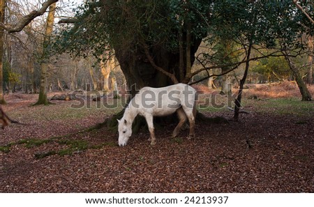 New forest pony in Autumn