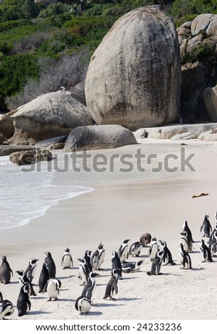 Boulder bay penguins Cape Town, South Africa