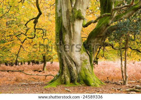 Autumn in the New Forest, Hampshire