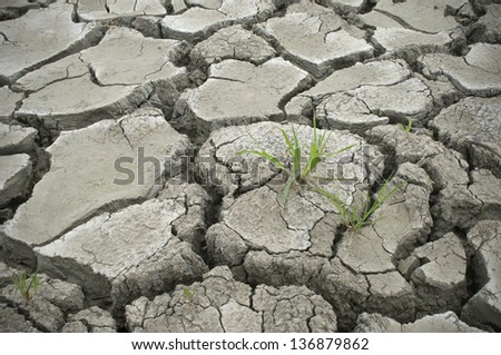 Green grass plant on cracked clay ground