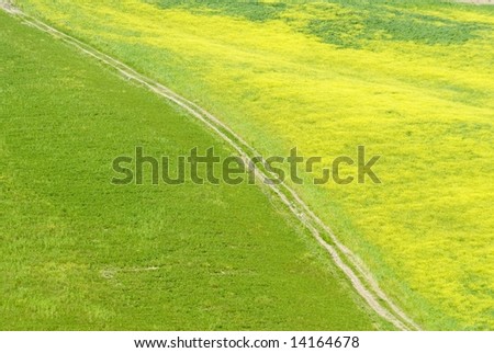 Tuscany roads, a countryside white road cross a yellow and green meadow