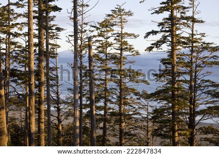 View of ocean through the forest at sunrise. Pacific Rim National Park, Vancouver Island, British Columbia, Canada