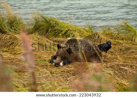 Young Alaskan Brown Bear pursuing with salmon, as hopeful Raven looks around from the back. Chilkoot River, Haines, Alaska
