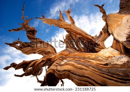 Natures art - Closeup view of ancient Bristlecone Pine Tree showing the twisted and gnarled features