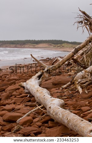 Washed up driftwood amongst deep red iron colored rocks, Prince Edward Island National Park, on the north shore of Prince Edward Island, Canada