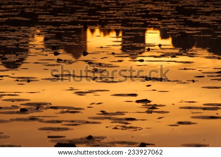 Burnaby skyline at sunset reflected amongst the lily pads in Burnaby Lake, British Columbia, Canada