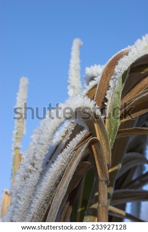 Dried grass bent over with the weight of the frost, blue winter sky behind