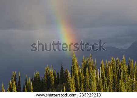 Closeup of the end of a rainbow over a sunlit forest. Mount Revelstoke, British Columbia, Canada