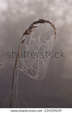 Inticrate patterns of waterdrops on a spiderweb, held up by tall grass.