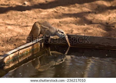 Cape Ground Squirrel drinking from water trough, Namibia