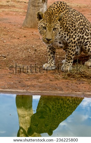 Male Leopard reflected in drinking hole, Okonjima, Namibia