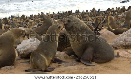 Bull and Cow Cape Fur Seals look like they are kissing, Cape Cross, Namibia