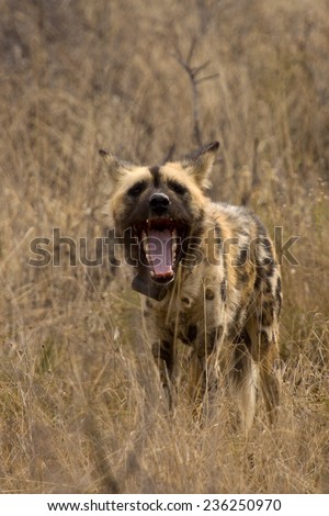 Radio collared African Wild Dog with mouth open, Okonjima, Namibia
