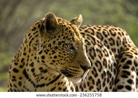 Gorgeous Male Leopard looking to the right, Okonjima, Namibia