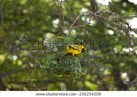 Southern Masked Weaver Bird hard at work building a new nest for his mate