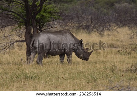 Black Rhino scratching on a small Acacia tree, Etosha National Park, Namibia